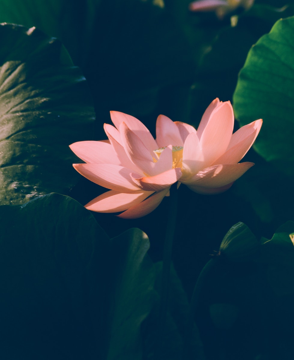 A delicate pink lotus flower blooms amidst green leaves.