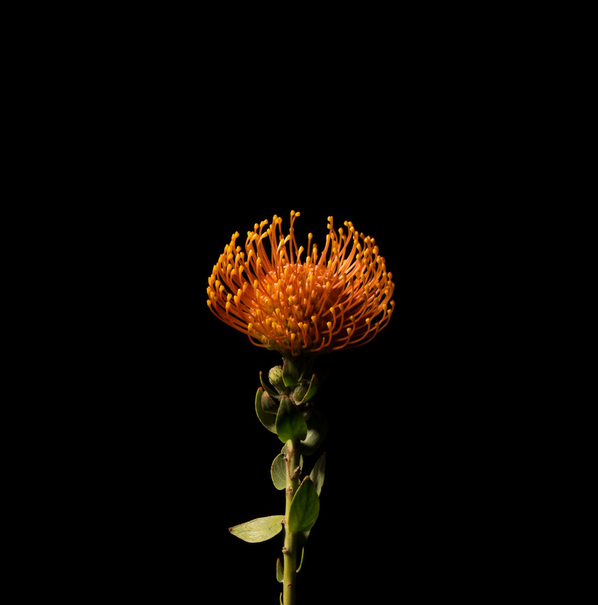 orange petaled flower